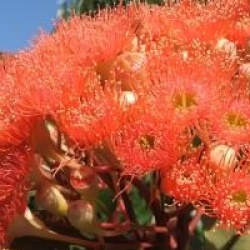Eucalyptus ficifolia - Eucalyptus � fleurs rouges