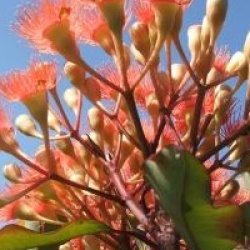 Eucalyptus ficifolia