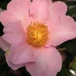 Camellia sasanqua 'Misty Moon'