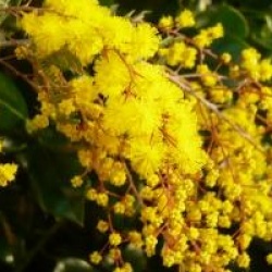 Acacia baileyana 'Purpurea'