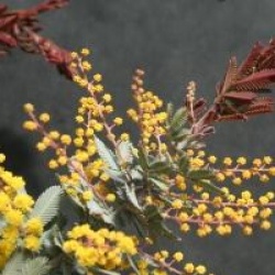 Acacia baileyana 'Purpurea'