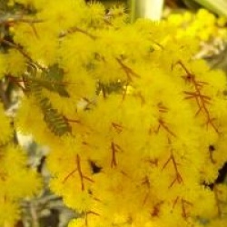 Acacia baileyana 'Purpurea'