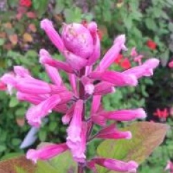 Salvia involucrata 'Bethellii'