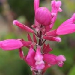 Salvia involucrata 'Bethellii'