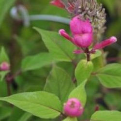 Salvia involucrata 'Bethellii'