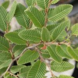Nothofagus alpina