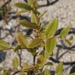 Nothofagus alpina