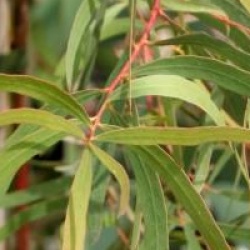 Gommier-menthe de Nicol