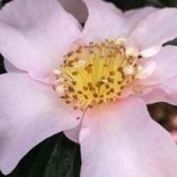 Camellia sasanqua 'Misty Moon' - Cam�lia d'automne Misty Moon