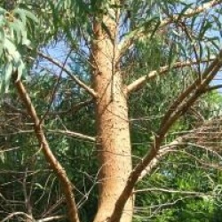 Eucalyptus nicholii
