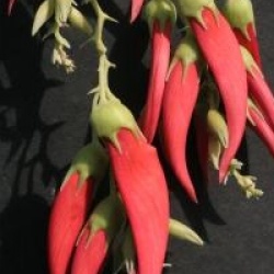 Clianthus puniceus 'Red Cardinal' - Bec de perroquet rouge