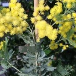 Acacia baileyana