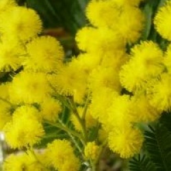 Mimosa d'hiver