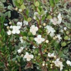 Luma apiculata