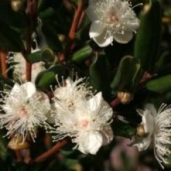 Luma apiculata