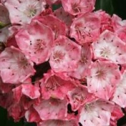 Kalmia latifolia 'Ostbo Red' - Laurier des montagnes Ostbo Red