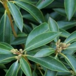 Kalmia latifolia 'Ostbo Red'