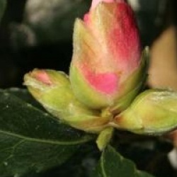 Camellia sasanqua 'Misty Moon'