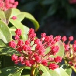 Kalmia latifolia 'Ostbo Red'