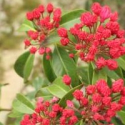 Kalmia latifolia 'Ostbo Red'