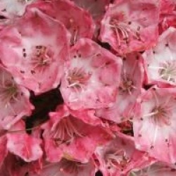 Kalmia latifolia 'Ostbo Red'