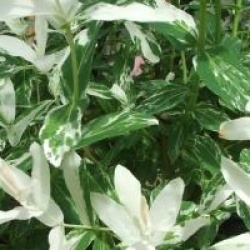 Salix integra 'Flamingo' - Saule Flamingo