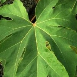 Tetrapanax Rex