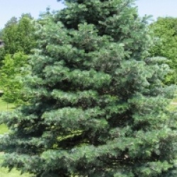 Abies concolor - Sapin du Colorado