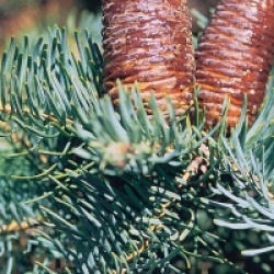 Abies concolor