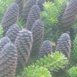 Abies koreana 