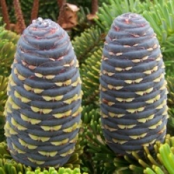 Abies koreana  - Sapin de Cor�e