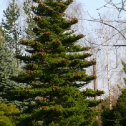 Abies koreana 