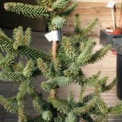Abies pinsapo 'Glauca'