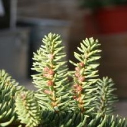 Abies pinsapo 'Glauca'