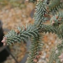 Abies pinsapo 'Glauca'
