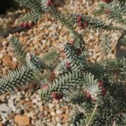 Abies pinsapo 'Glauca'