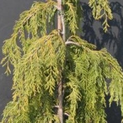 Chamaecyparis nootkatensis 'Pendula'