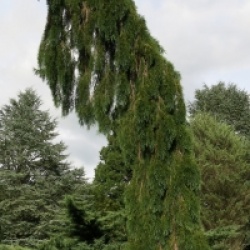 Chamaecyparis nootkatensis 'Pendula'
