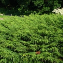 Microbiota decussata