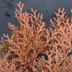 Microbiota decussata