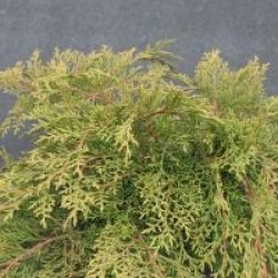 Microbiota decussata