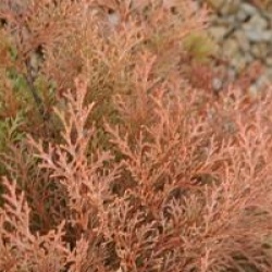 Microbiota decussata