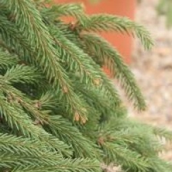 Picea abies 'Frohburg'