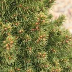 Picea glauca var. albertiana 'Alberta Globe'
