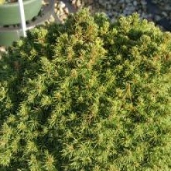 Picea glauca var. albertiana 'Alberta Globe'