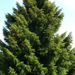 Picea omorika