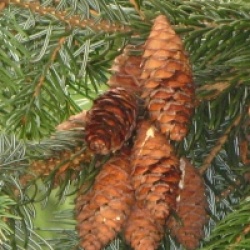 Picea omorika - �pic�a de Serbie 