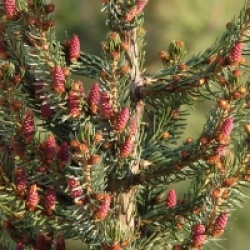 Picea omorika