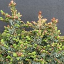 Picea omorika 'Nana' - �pic�a de Serbie nain