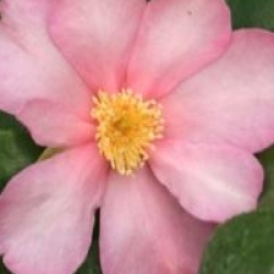 Camellia sasanqua 'New Dawn'